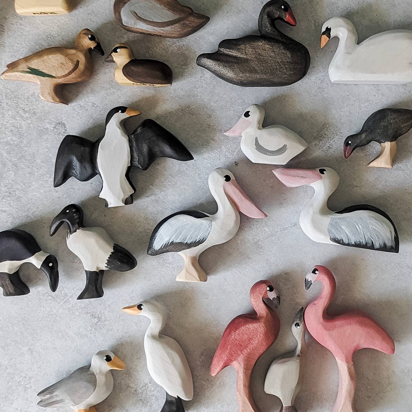 Birds