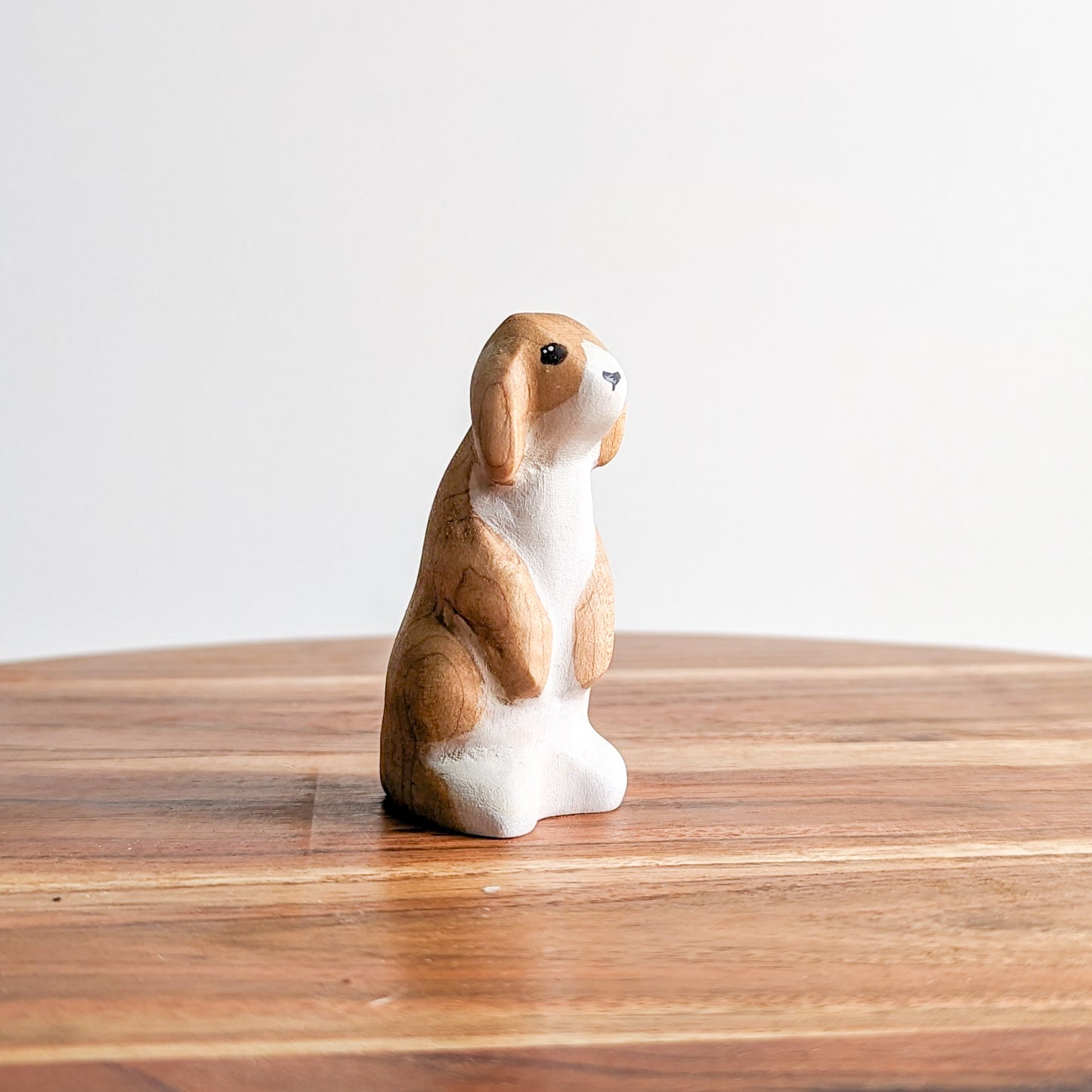 Lop Ear Rabbit - One Of a Kind