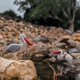 Pelican Set